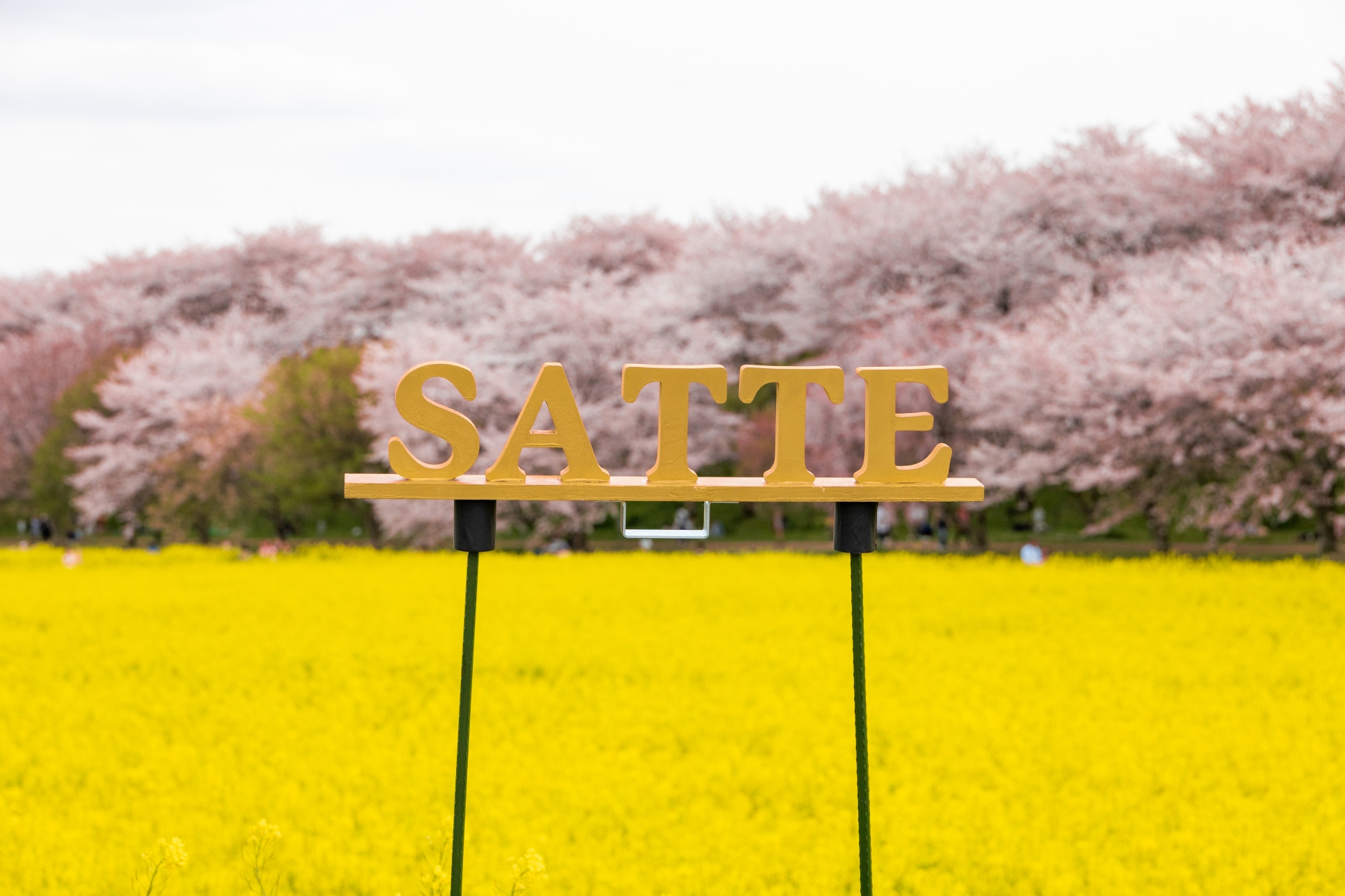 幸手市の住みやすさは？権現堂公園の桜・治安・子育て・家賃相場を解説