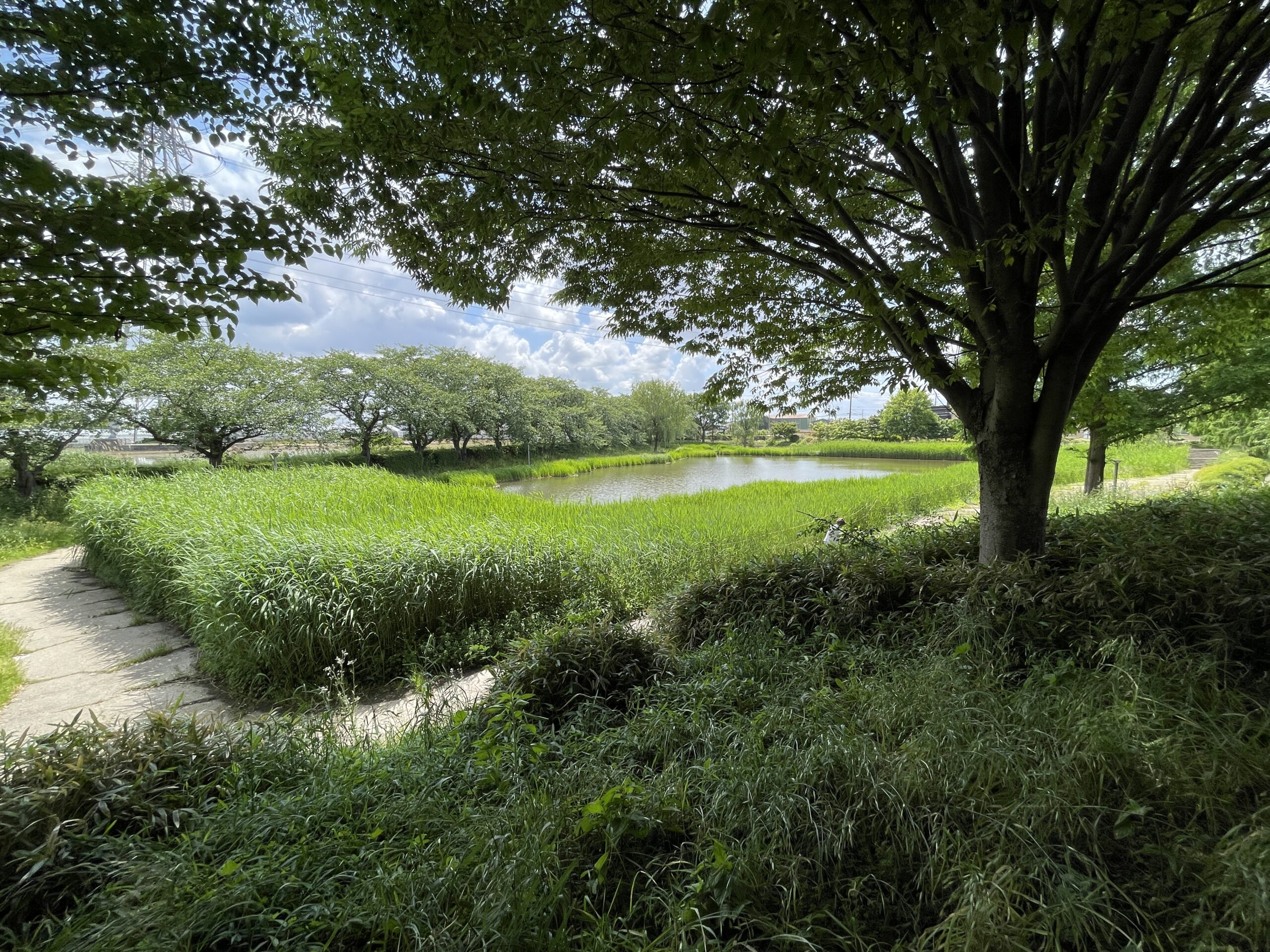 中井沼公園（吉川市）｜ビオトープの沼を一周できる、静かな散策公園