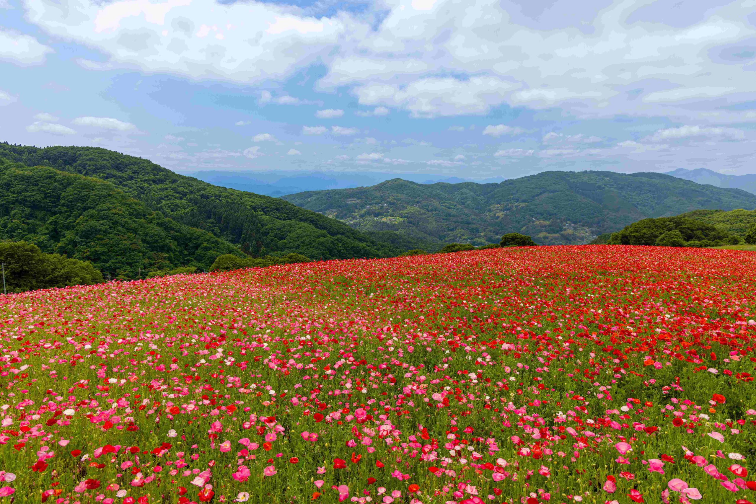 皆野町の住みやすさは？「秩父音頭発祥の地」・天空のポピー・俳句のまちの治安と移住生活を解説