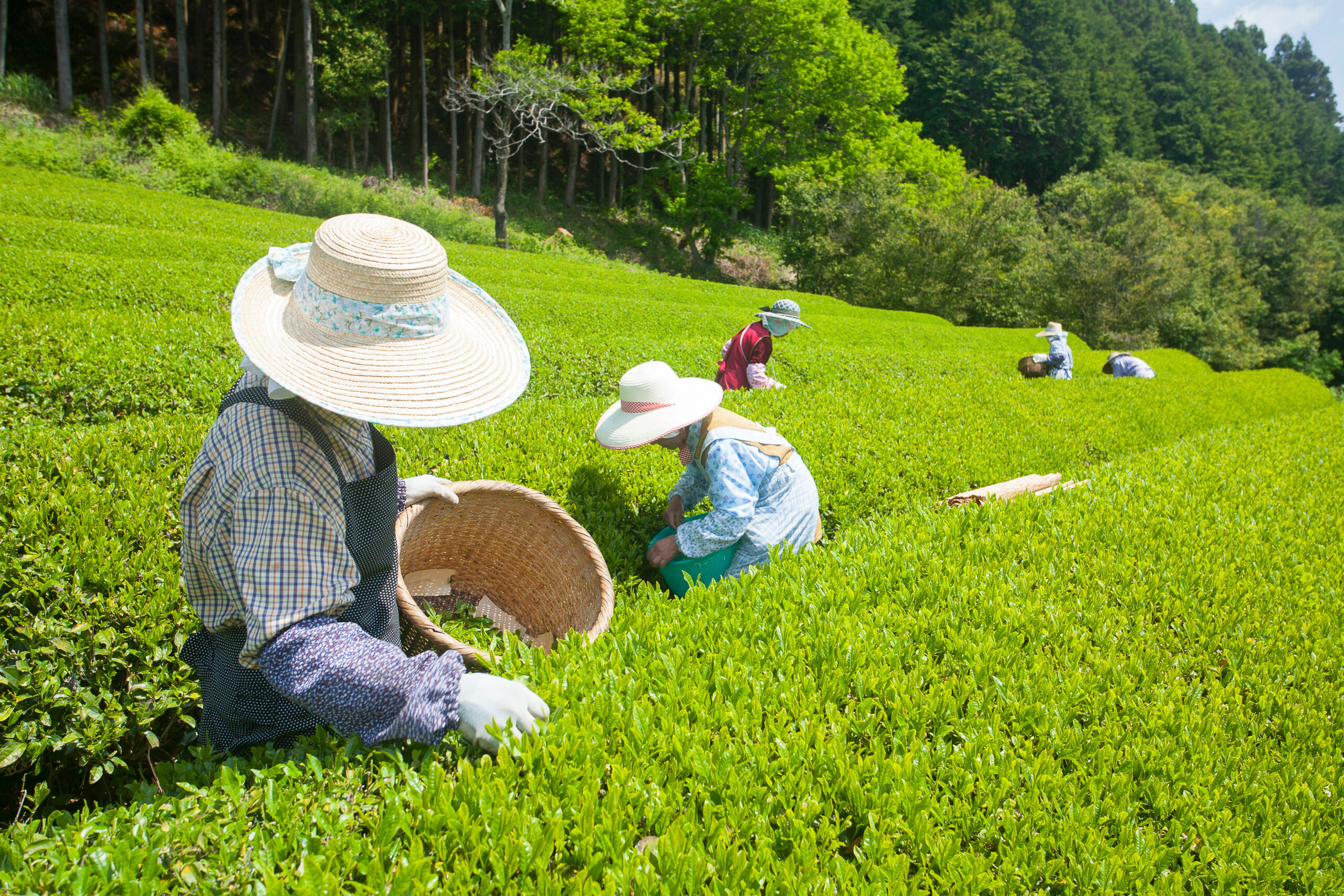 狭山市の住みやすさは？日本三大銘茶の街の治安・交通・買い物・自然を解説