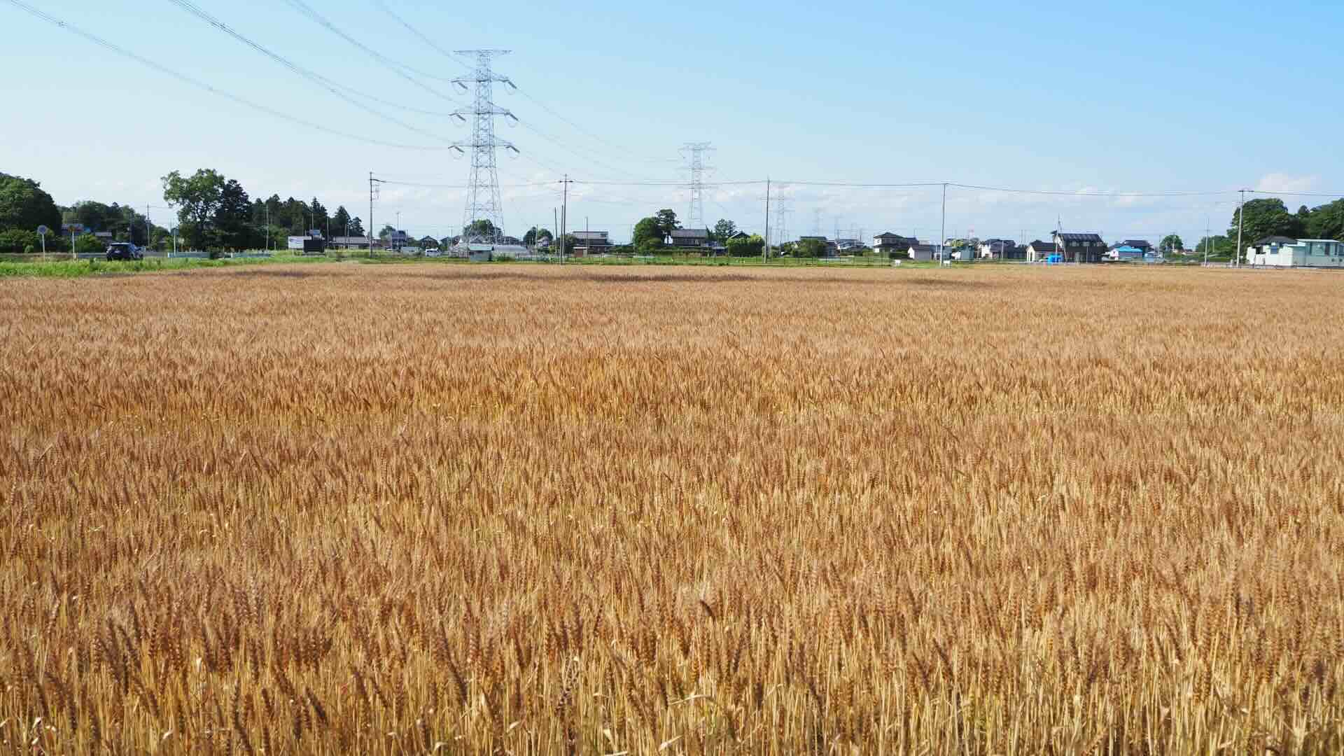 川島町の人口は?人口推移・年齢別割合・人口密度を解説
